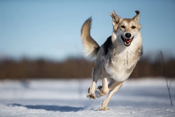 Portrait of dog in winter meadow running at camera direction looking at camera. — Stock Photo, Image