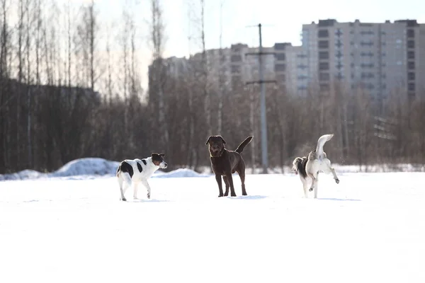 Ομάδα από τρία σκυλιά στο περπάτημα στο πάρκο το χειμώνα — Φωτογραφία Αρχείου