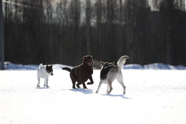 Группа из трех собак во время прогулки в зимнем парке — стоковое фото