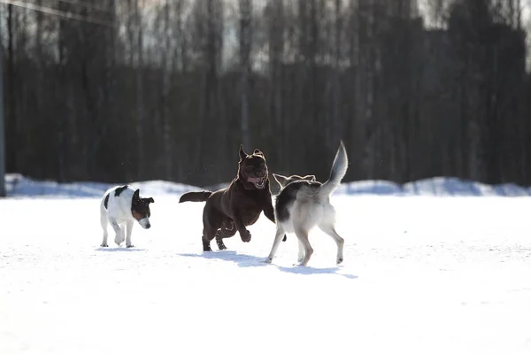 Group of three dogs at walk in winter park — Stock Photo, Image