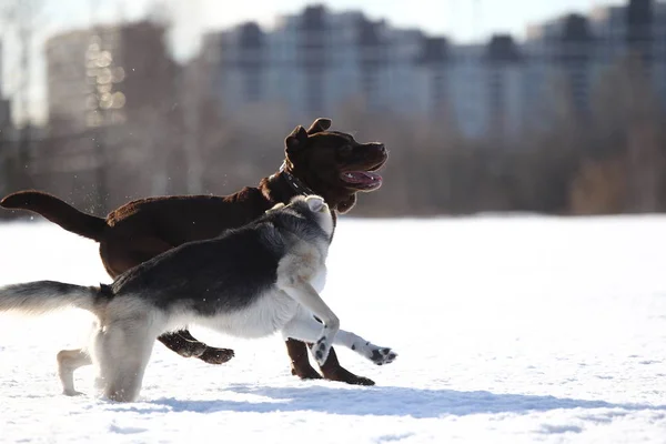 Gruppo di tre cani a piedi nel parco invernale — Foto Stock