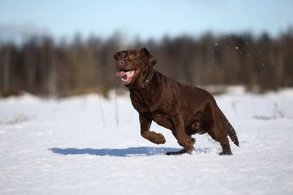 Gyönyörű nagy barna labrador kutya a havas parkban télen — Stock Fotó