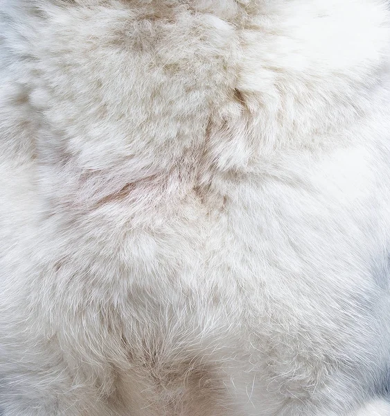 Close-up zicht op een hond bont textuur — Stockfoto