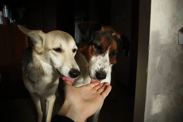 Dois cachorros bonitos comem comida nas palmas das mãos — Fotografia de Stock
