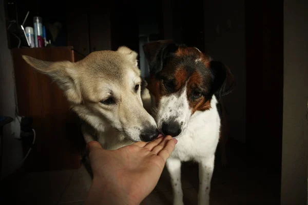 Dos lindos perros comen comida en las palmas —  Fotos de Stock