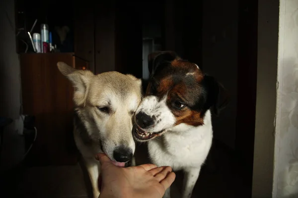 Dois cachorros bonitos comem comida nas palmas das mãos — Fotografia de Stock