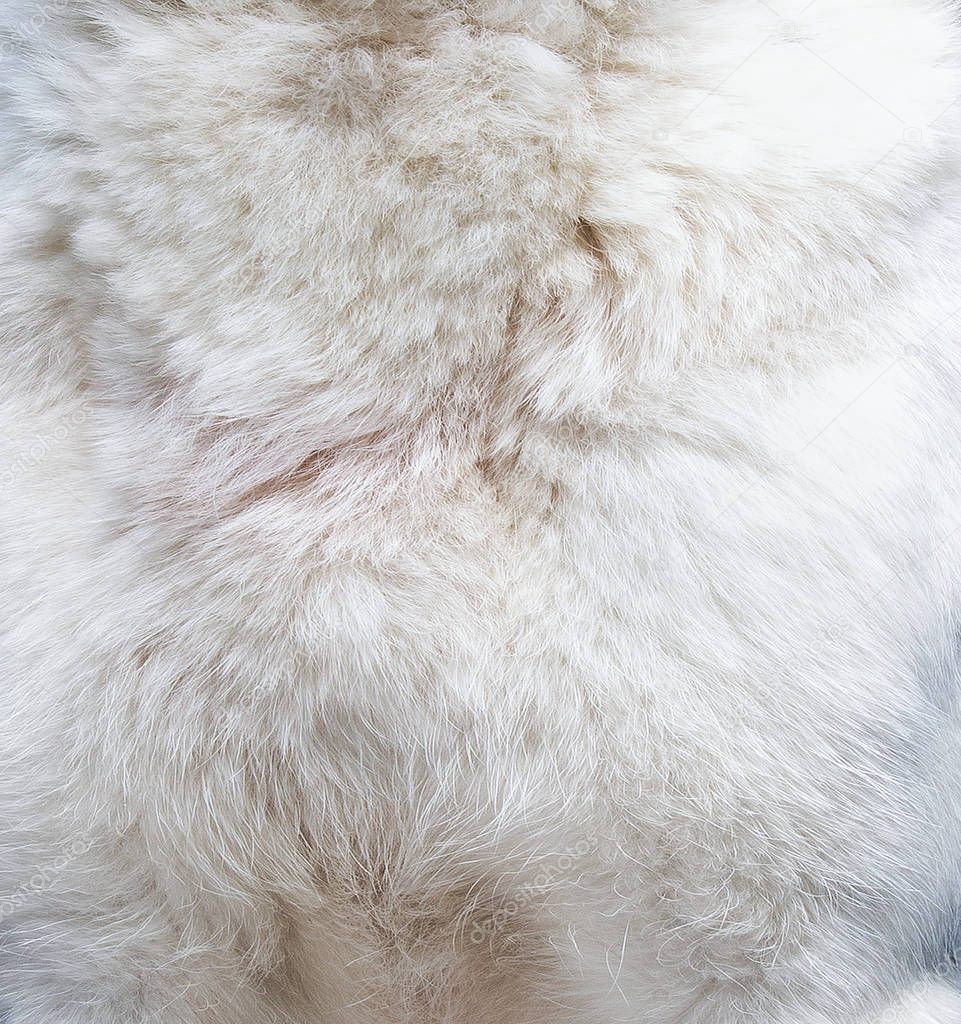 Close up view at a dog fur texture