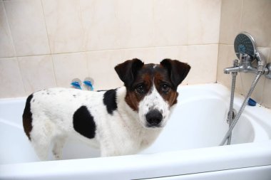 Küvetin kenarına pençeleriyle banyo yapan sevimli bir köpek.