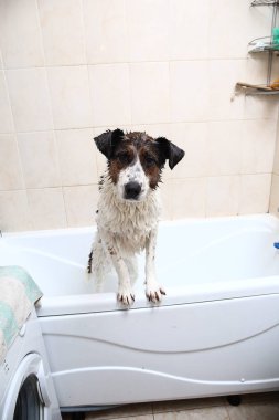 Küvetin kenarına pençeleriyle banyo yapan sevimli bir köpek.