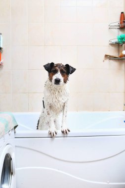 Küvetin kenarına pençeleriyle banyo yapan sevimli bir köpek.