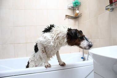 Küvetin kenarına pençeleriyle banyo yapan sevimli bir köpek.