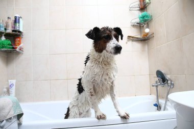 Küvetin kenarına pençeleriyle banyo yapan sevimli bir köpek.