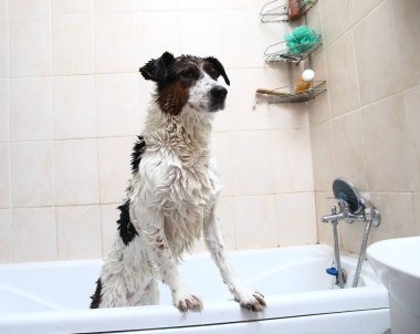 Küvetin kenarına pençeleriyle banyo yapan sevimli bir köpek.