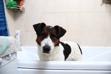 Küvetin kenarına pençeleriyle banyo yapan sevimli bir köpek.