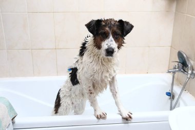 Küvetin kenarına pençeleriyle banyo yapan sevimli bir köpek.