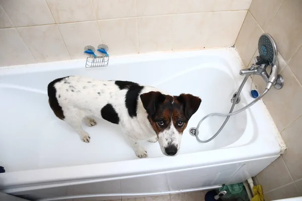 Um cachorro bonito tomando um banho com as patas na borda da banheira — Fotografia de Stock