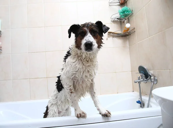 Słodki pies kąpie się z łapami na brzegu wanny — Zdjęcie stockowe