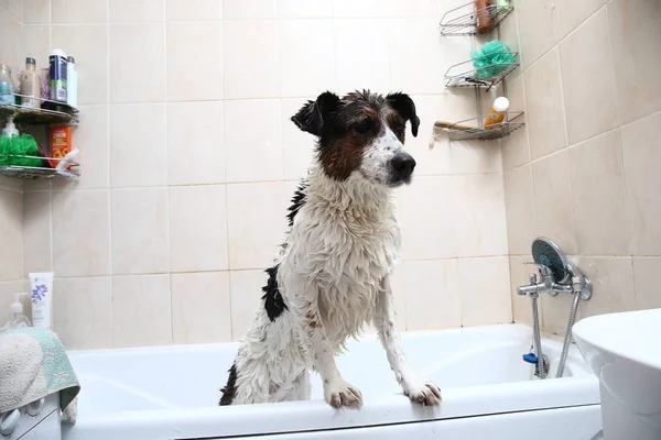 Küvetin kenarına pençeleriyle banyo yapan sevimli bir köpek.
