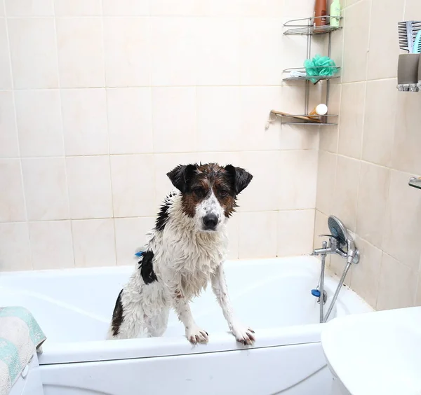 Küvetin kenarına pençeleriyle banyo yapan sevimli bir köpek.