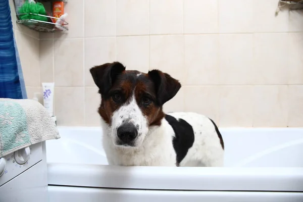 Um cachorro bonito tomando um banho com as patas na borda da banheira — Fotografia de Stock