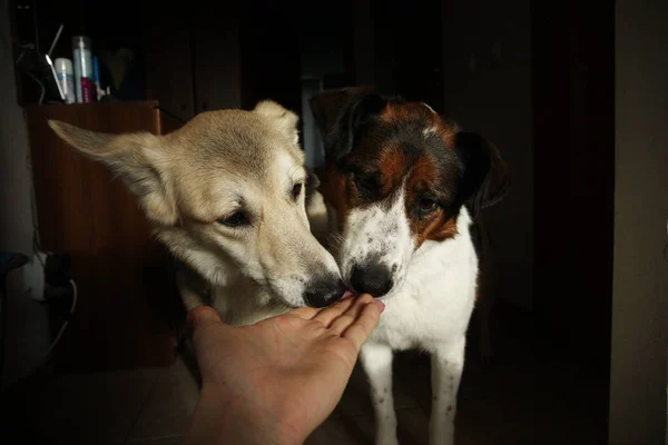 Dois cachorros bonitos comem comida nas palmas das mãos — Fotografia de Stock
