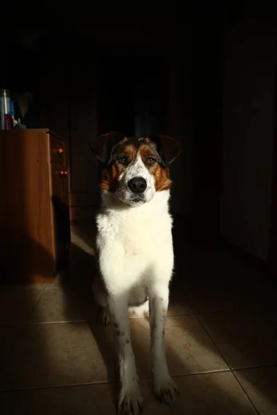 Портрет собаки смешанной породы, смотрящей на любопытную камеру и сидящей на полу — стоковое фото