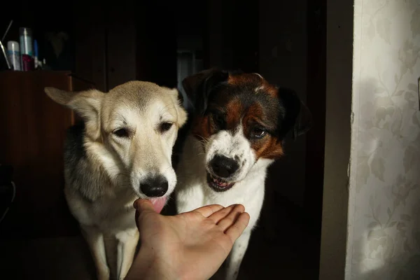 Zwei süße Hunde fressen Futter auf den Handflächen — Stockfoto
