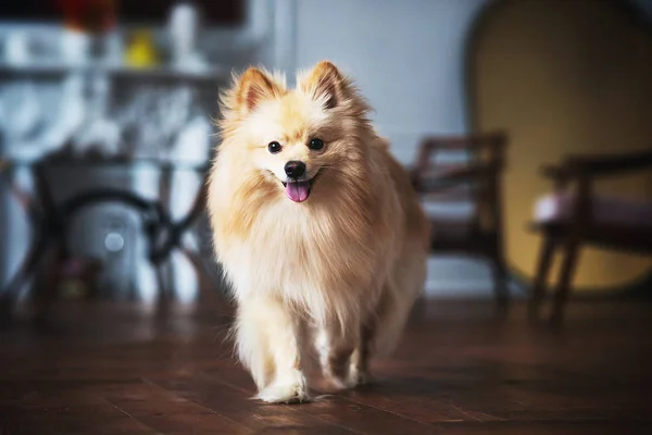 Симпатичная коса собака в украшенном интерьере ателье — стоковое фото