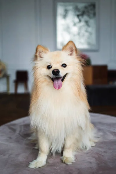 Cute Spits cão no estúdio interior decorado — Fotografia de Stock
