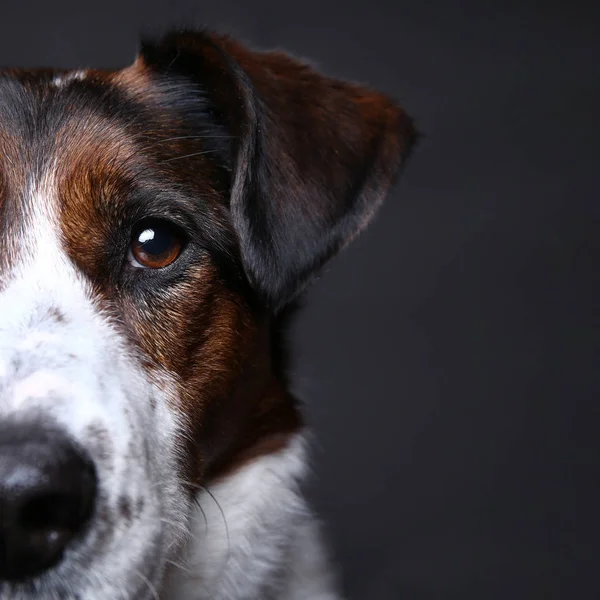 Lindo perro encendido en el estudio sobre un fondo gris — Foto de Stock