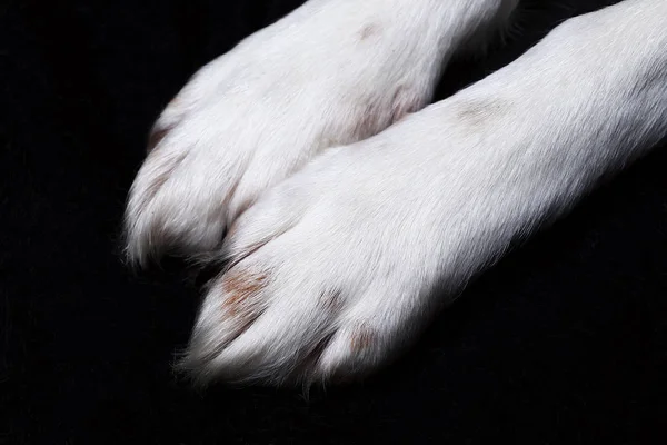 Macro vista a un perro patas en el estudio sobre un fondo negro — Foto de Stock