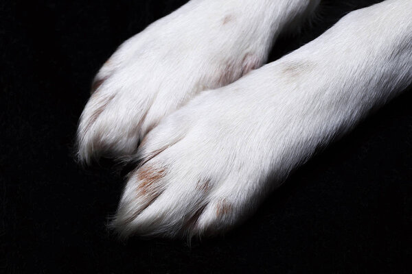 Macro view at a dogs paws in studio on a black background