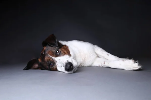 Lindo perro encendido en el estudio sobre un fondo gris — Foto de Stock