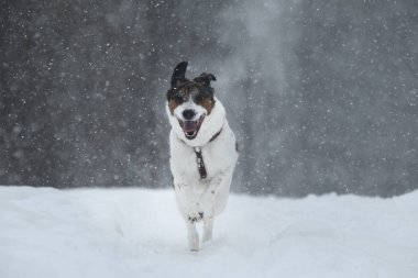Karda zıplayan sevimli bir köpeğin portresi.
