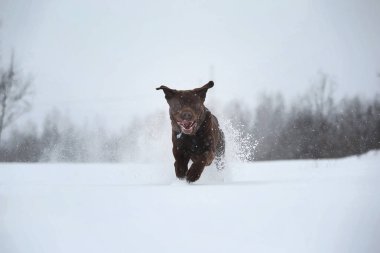 Karda zıplayan sevimli bir köpeğin portresi.