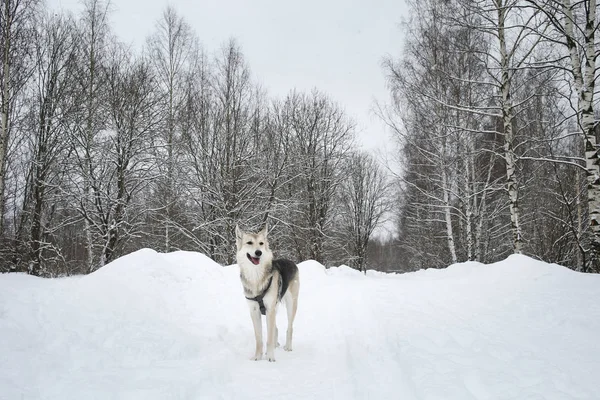 Dva psi chodí v zimě ven s majitelem — Stock fotografie