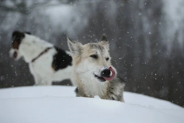 Dois cães no passeio correndo e jogando na neve no inverno — Fotografia de Stock