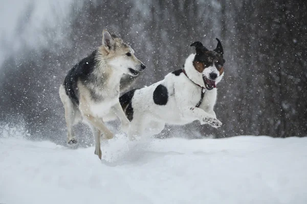 Dois cães no passeio correndo e jogando na neve no inverno — Fotografia de Stock