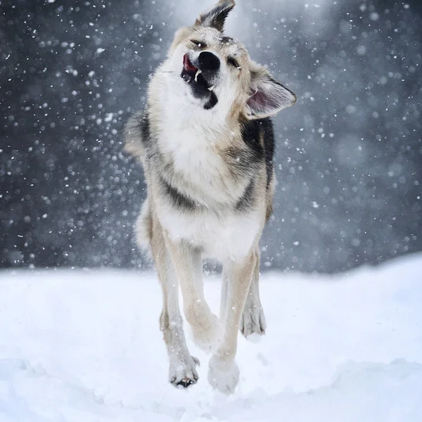 Portrait d'un chien mignon dans un saut au-dessus de la neige — Photo