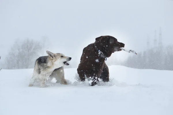 Две собаки на прогулке бегают и играют на снегу зимой — стоковое фото