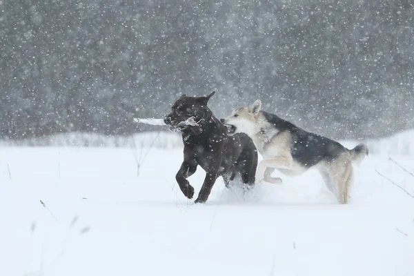 Dois cães no passeio correndo e jogando na neve no inverno — Fotografia de Stock