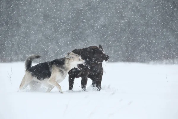 Três cães no passeio correndo e jogando na neve no inverno — Fotografia de Stock