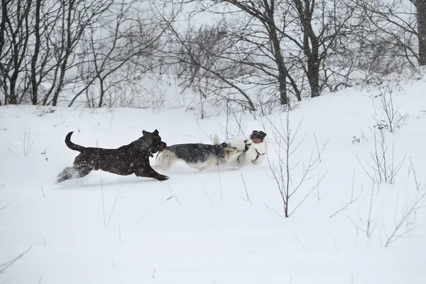 Tres perros a pie corriendo y jugando en la nieve en invierno —  Fotos de Stock
