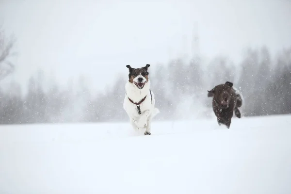 Twee honden lopen en spelen bij sneeuw in de winter — Stockfoto