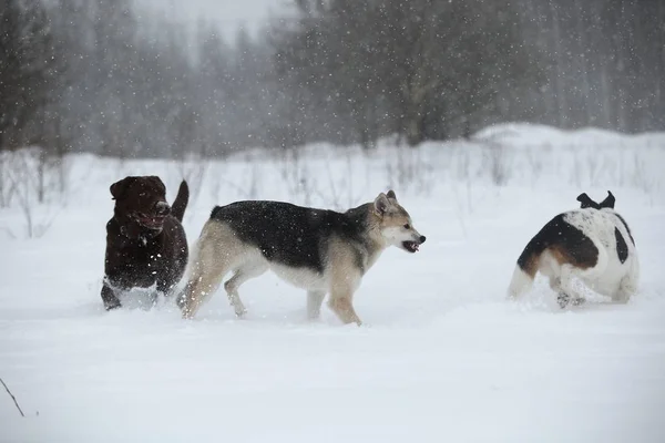 Três cães no passeio correndo e jogando na neve no inverno — Fotografia de Stock