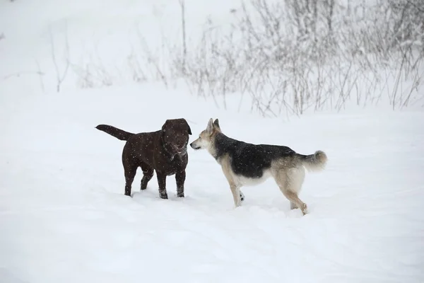 Dois cães no passeio correndo e jogando na neve no inverno — Fotografia de Stock