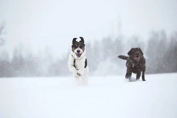 Dois cães no passeio correndo e jogando na neve no inverno — Fotografia de Stock