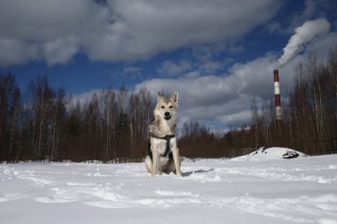 Güneşli bir günde Kar 'da genç bir sokak köpeği.