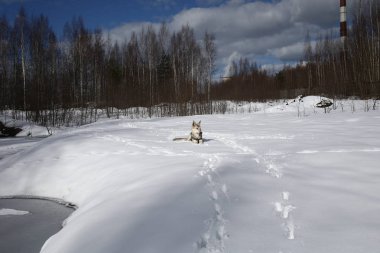 Güneşli bir günde Kar 'da genç bir sokak köpeği.