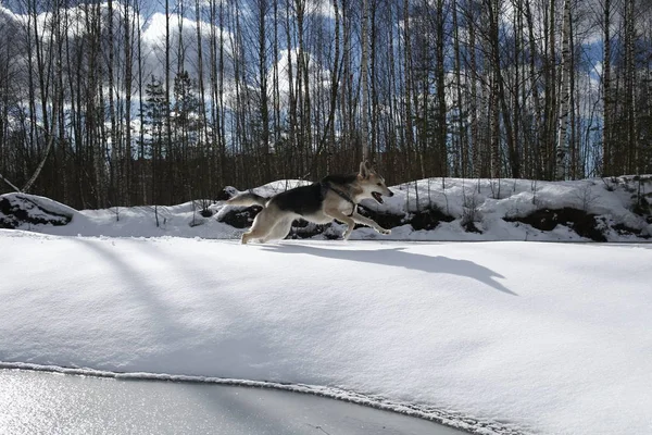 Jong vrouwtje verdwaalde hond in sneeuw in zonnige dag — Stockfoto